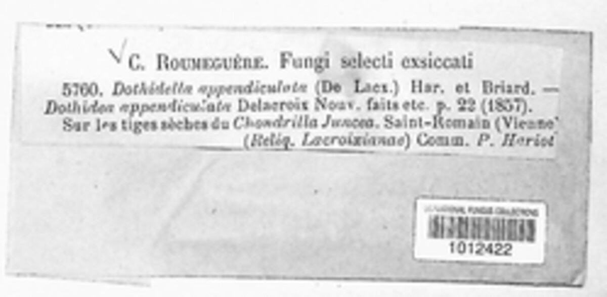 Dothidella appendiculata image